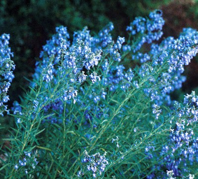 Blue Sage Plant