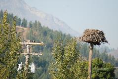 Nest platforms provide osprey and other raptors a safer alternative than power poles for nesting.