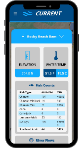 image of cell phone displaying the Current App - Rocky Reach Dam information  