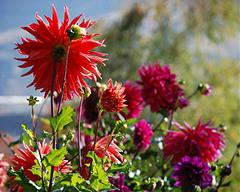 Close-up of red and purple dahlias at Rocky Reach 